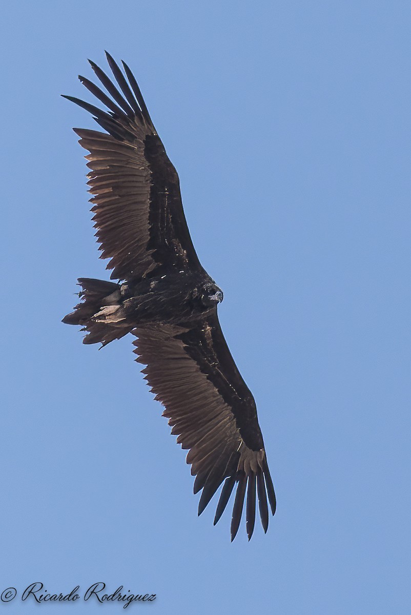 Cinereous Vulture - ML642054348