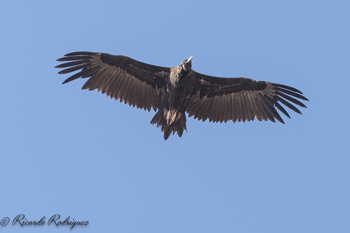 Cinereous Vulture - ML642054349
