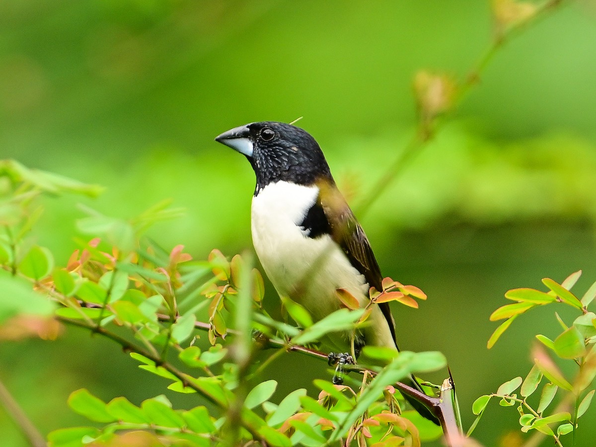 Capucin pie - ML642054354