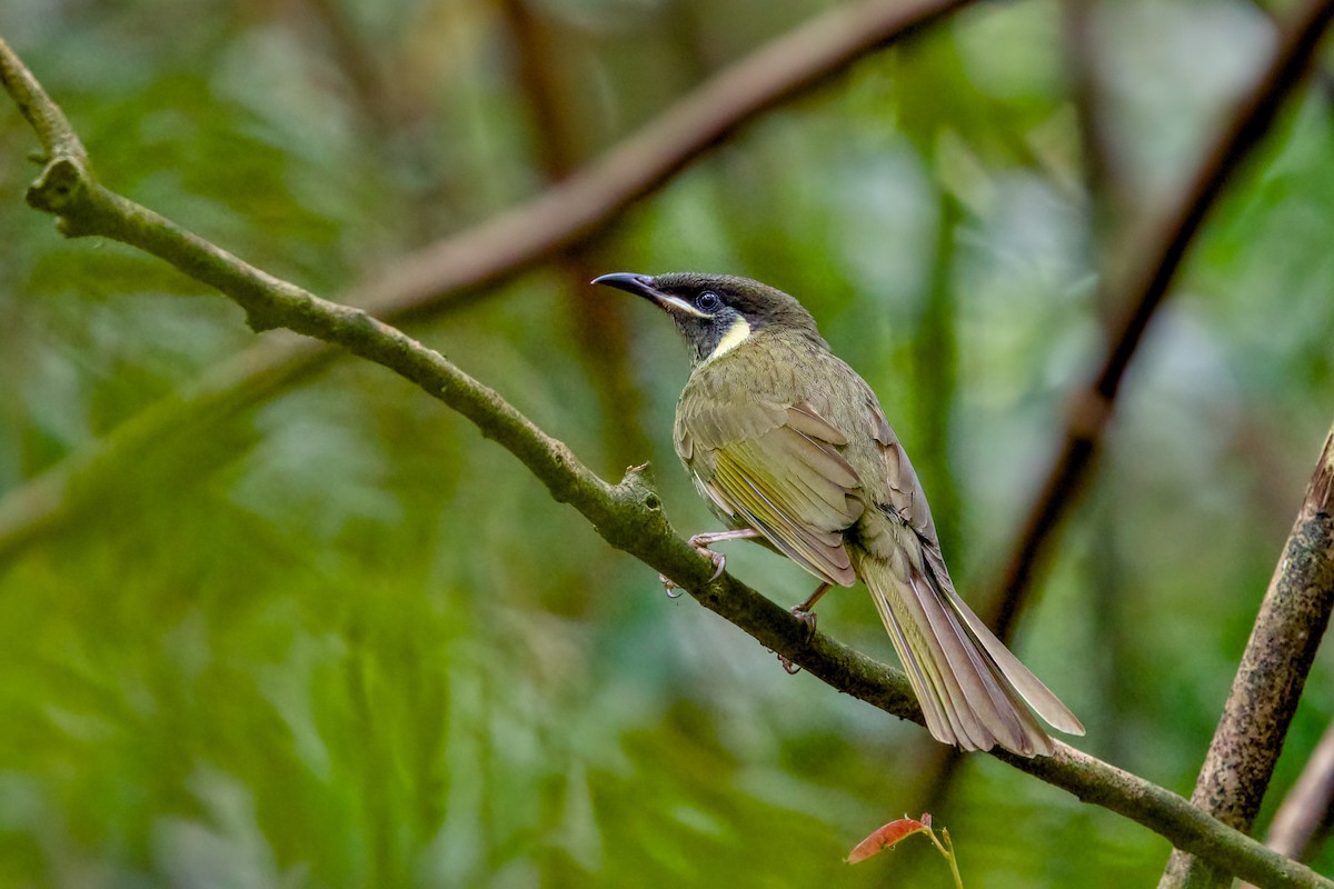 Lewin's Honeyeater - ML642054355