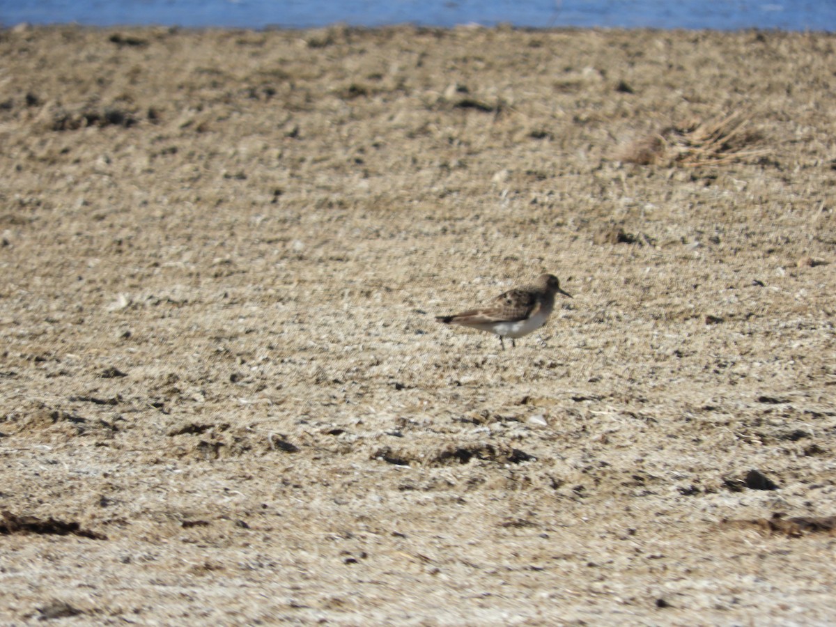 Bairdstrandläufer - ML642054364