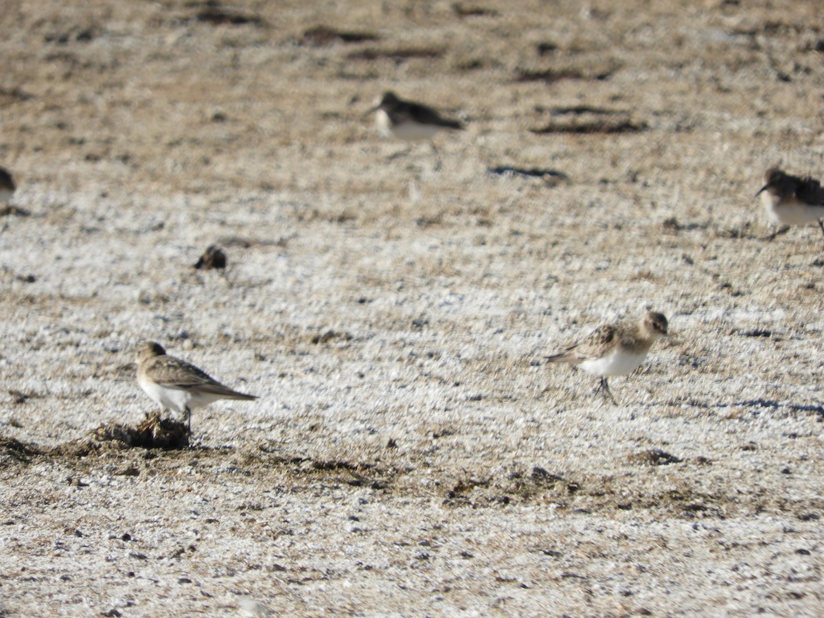 Baird's Sandpiper - ML642054365