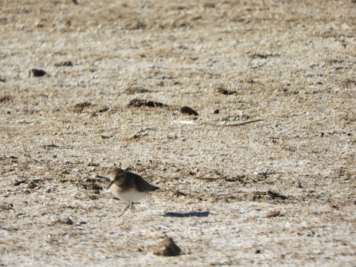 Baird's Sandpiper - ML642054366