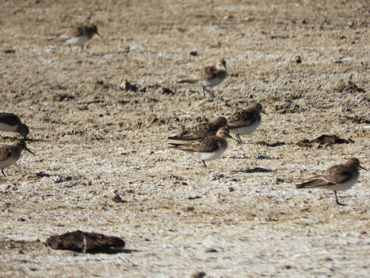 Baird's Sandpiper - ML642054367
