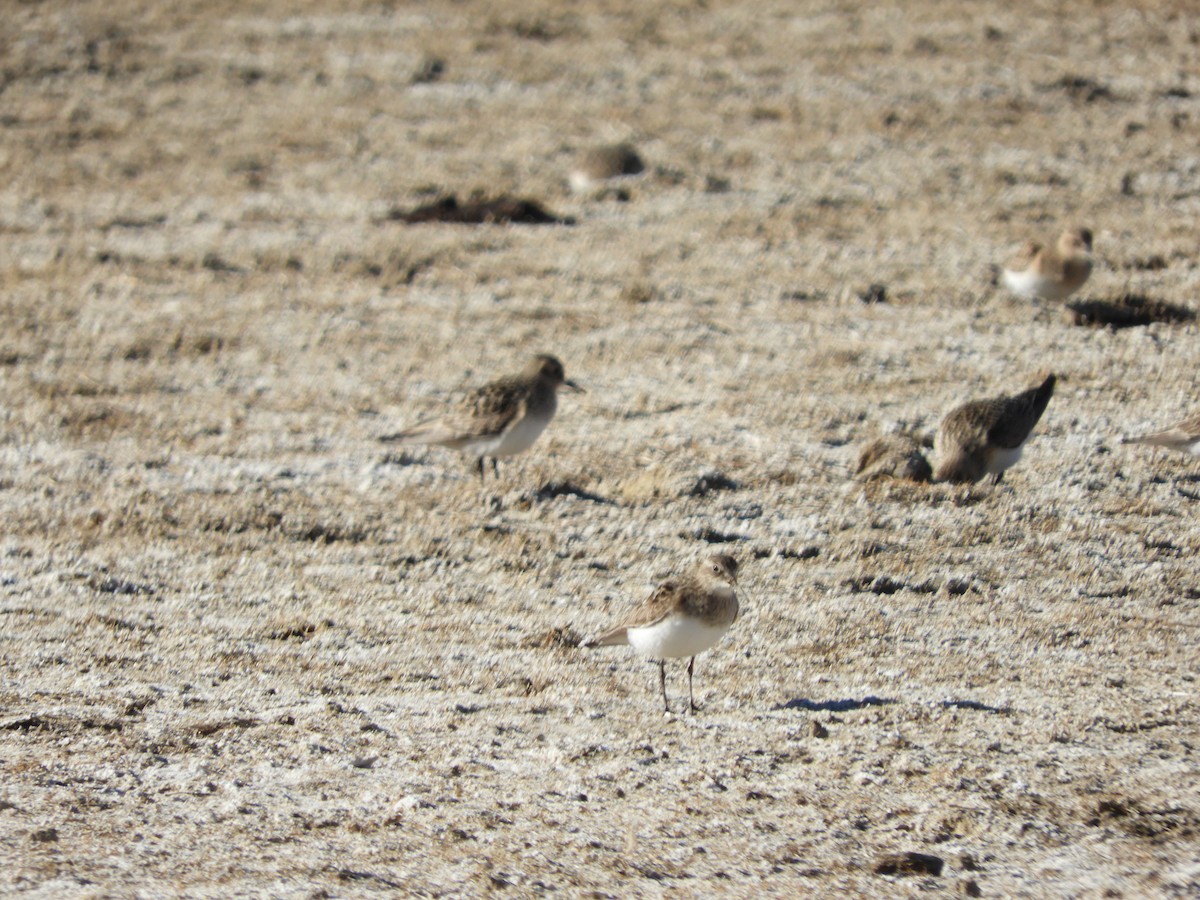 Bairdstrandläufer - ML642054368