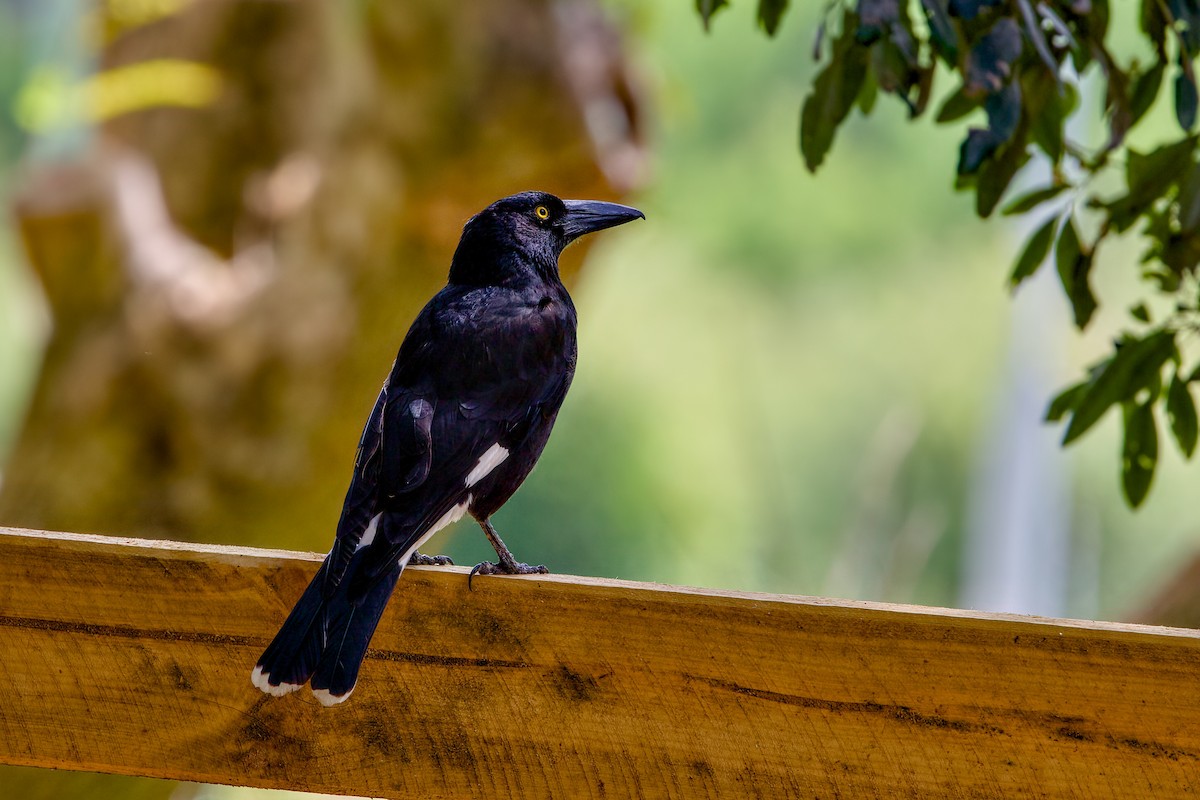 Pied Currawong - ML642054370