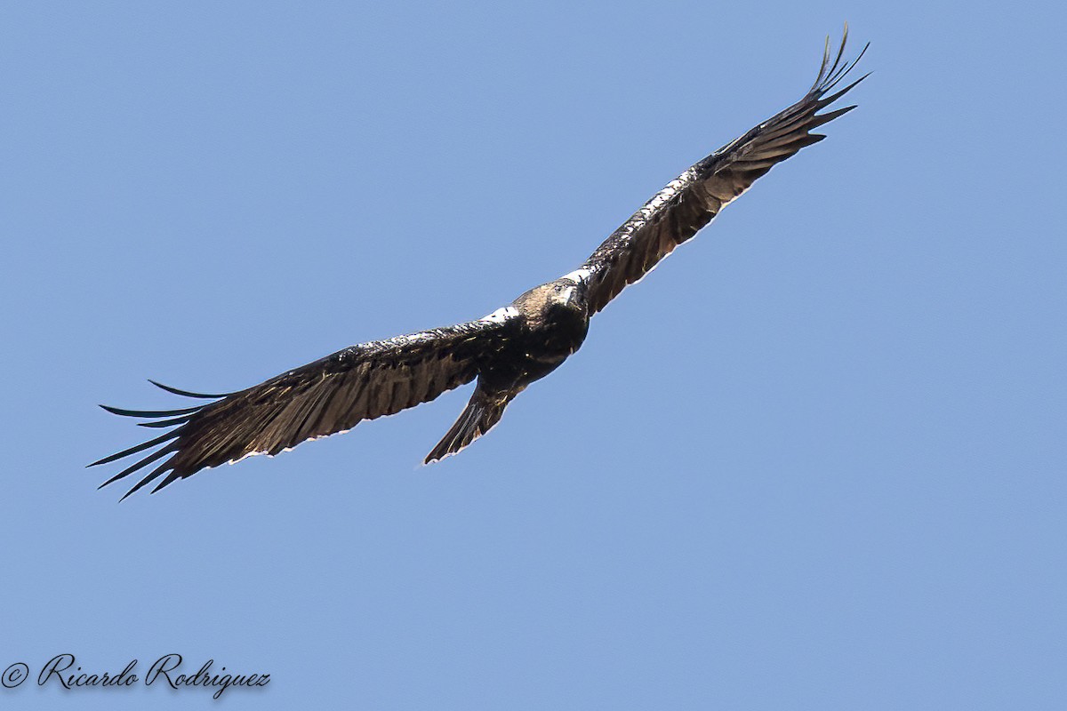 Spanish Eagle - ML642054371