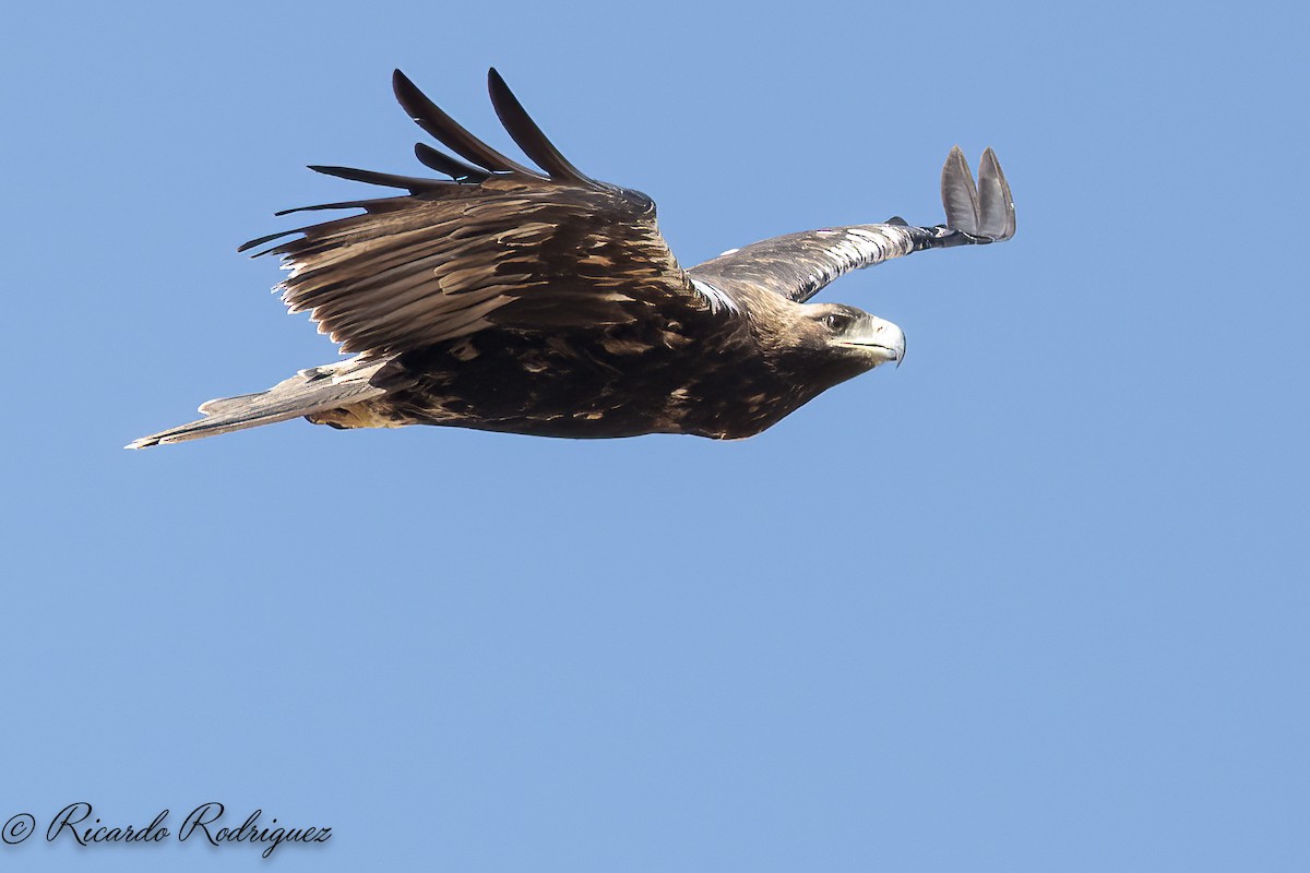 Spanish Eagle - ML642054372