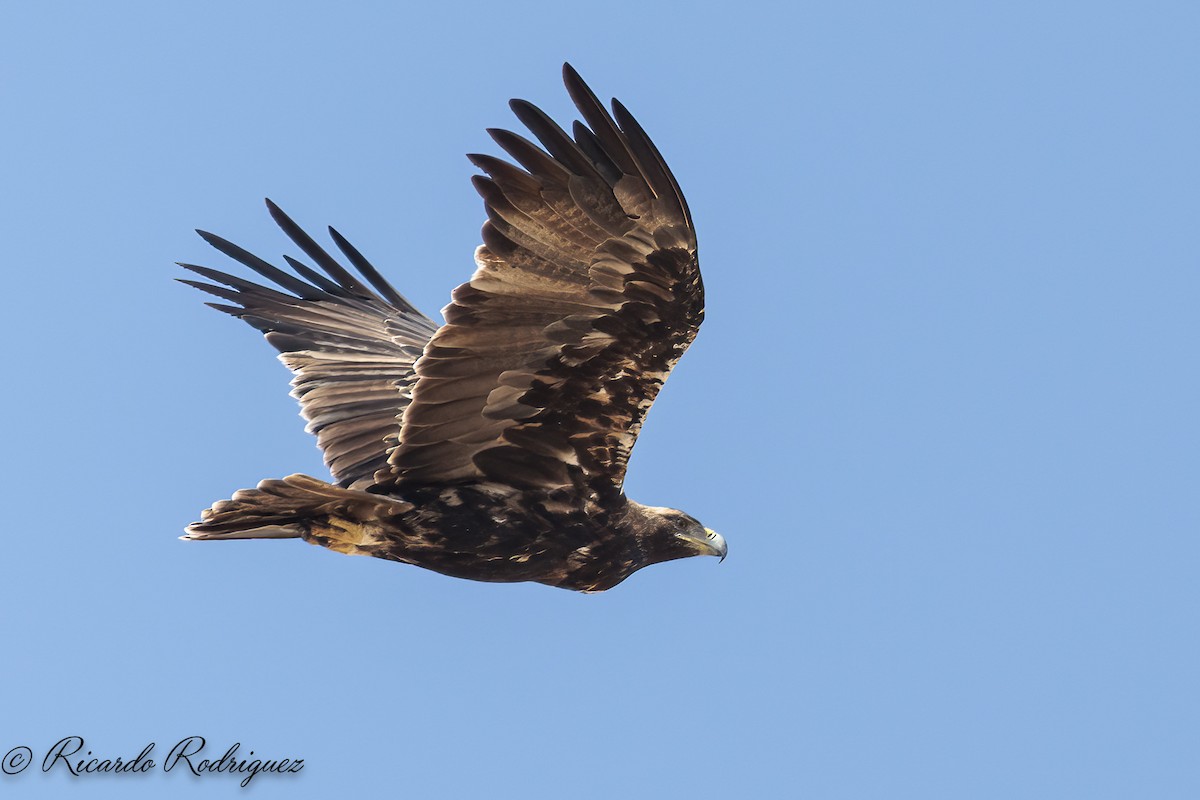 Spanish Eagle - ML642054373