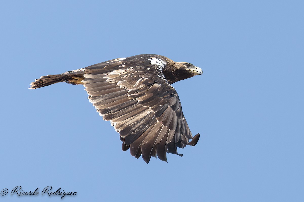 Spanish Eagle - ML642054374