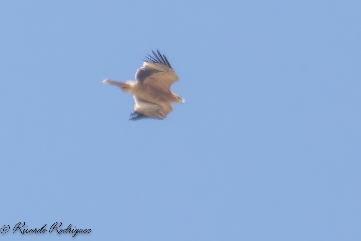 Spanish Eagle - ML642054375