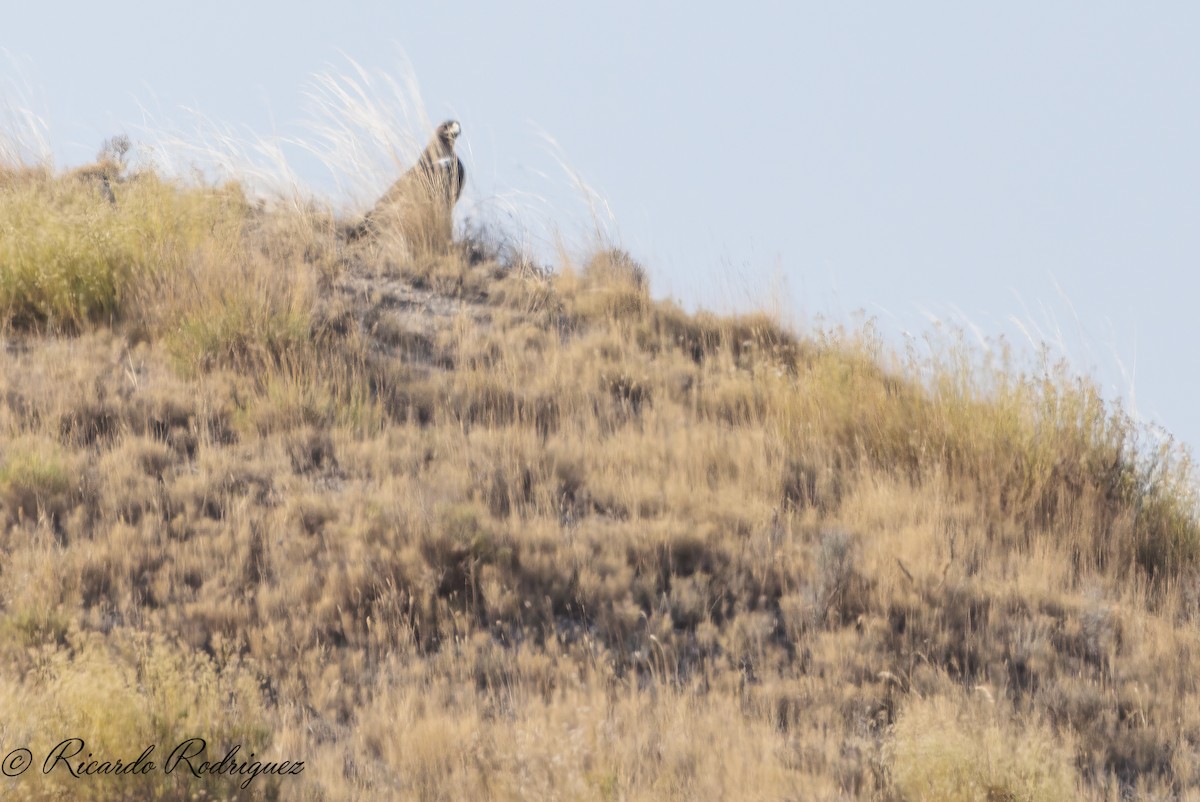 Spanish Eagle - ML642054376