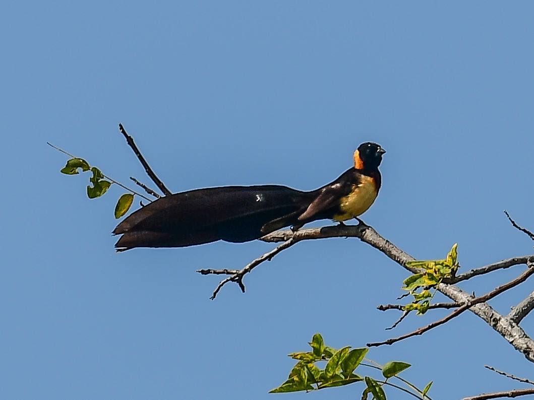 Breitschwanzwitwe - ML642054384