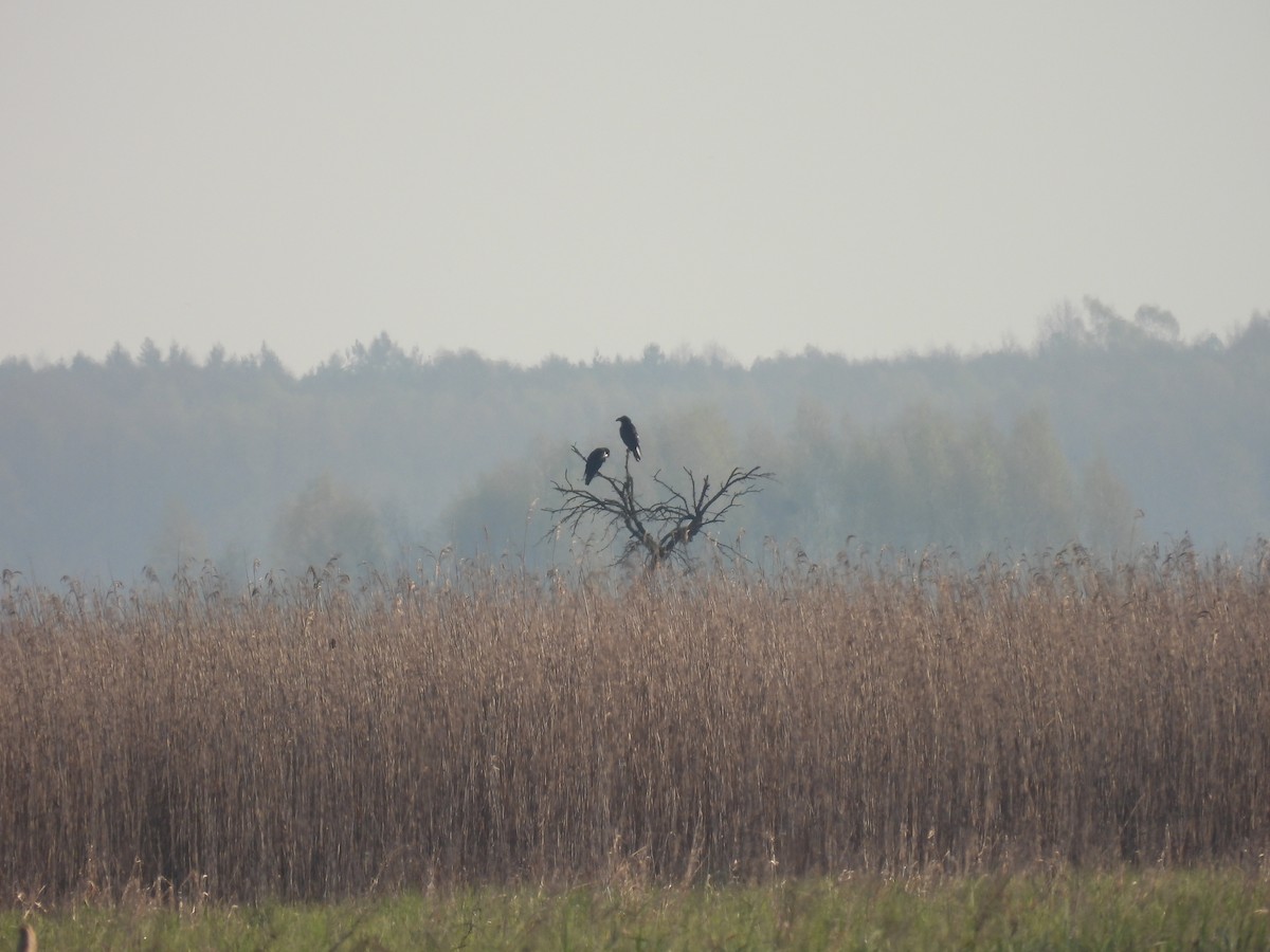 Kolkrabe - ML642054390