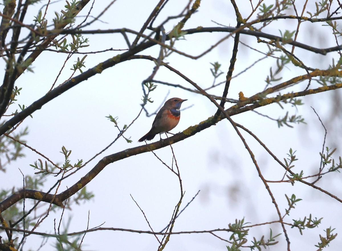Blaukehlchen - ML642054392