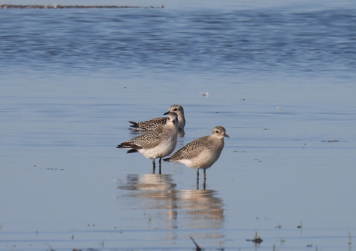 Black-bellied Plover - ML642054438