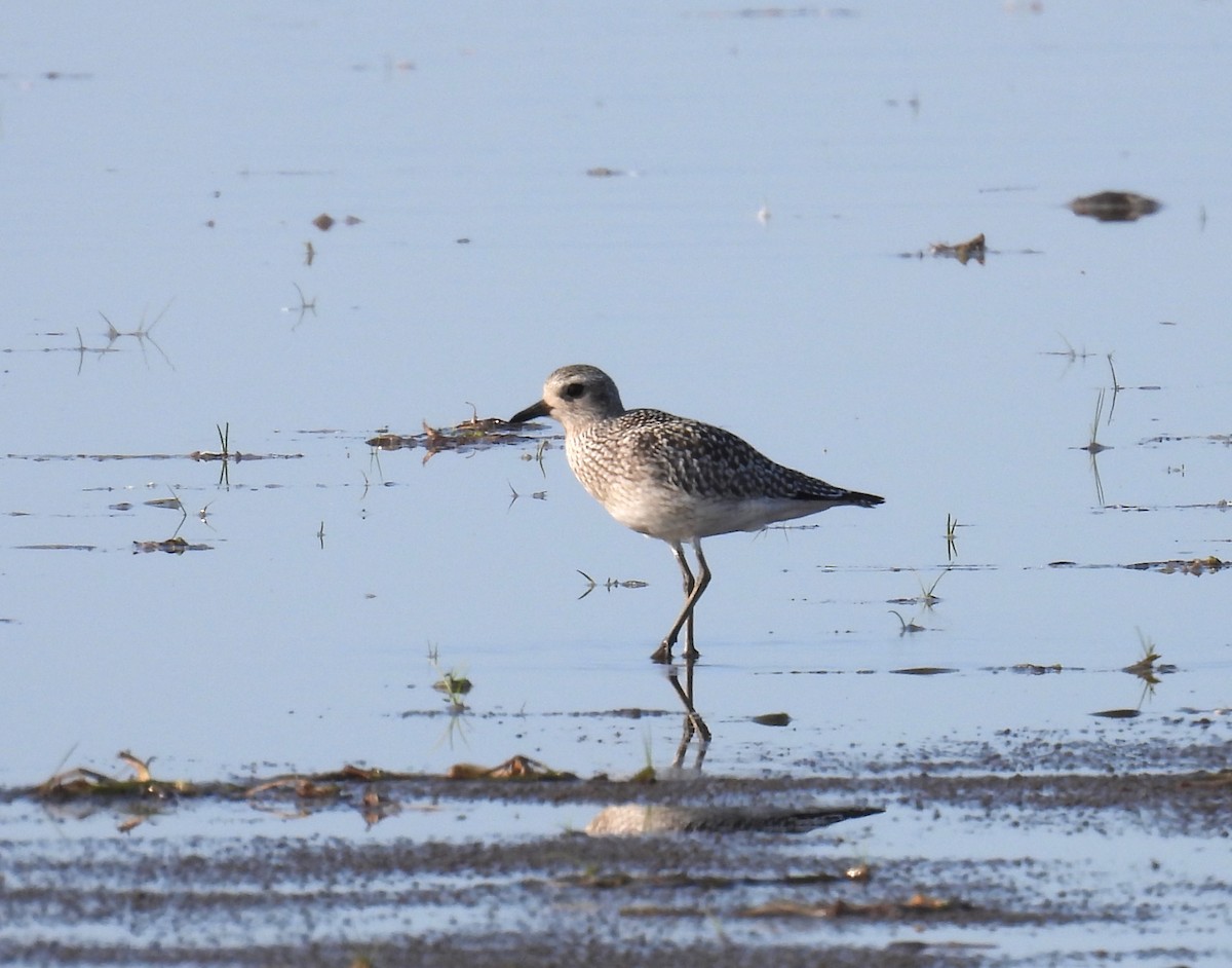 Black-bellied Plover - ML642054439