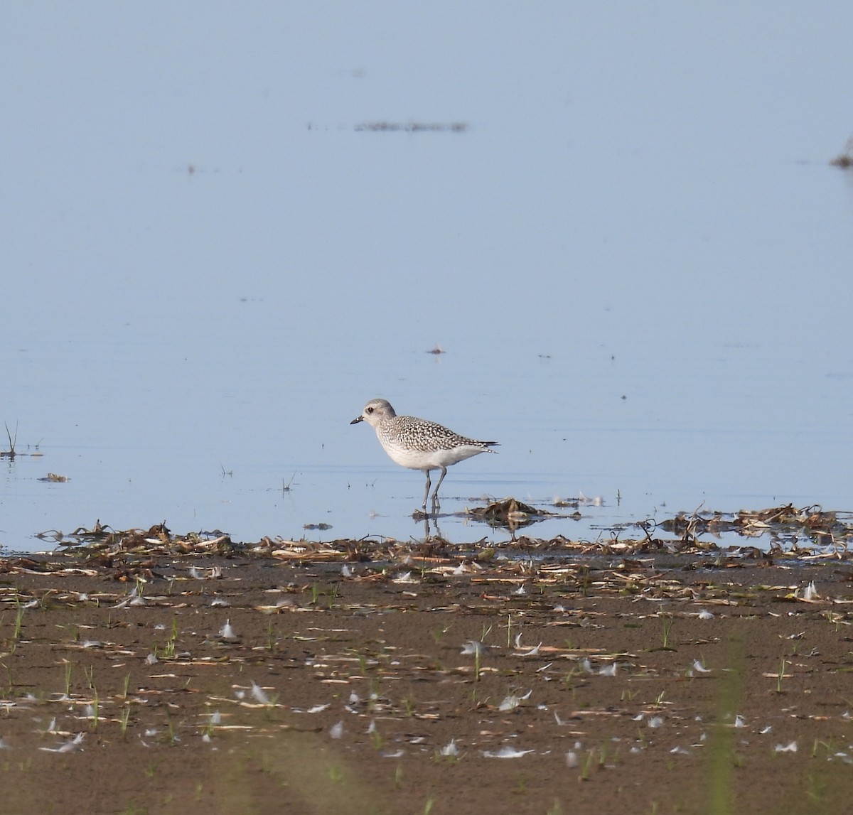 Black-bellied Plover - ML642054440