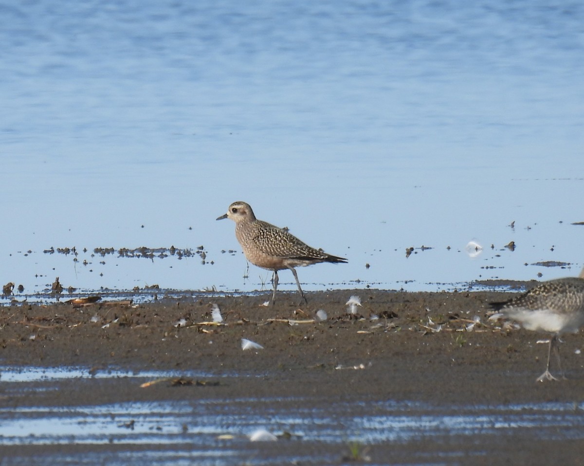 American Golden-Plover - ML642054441