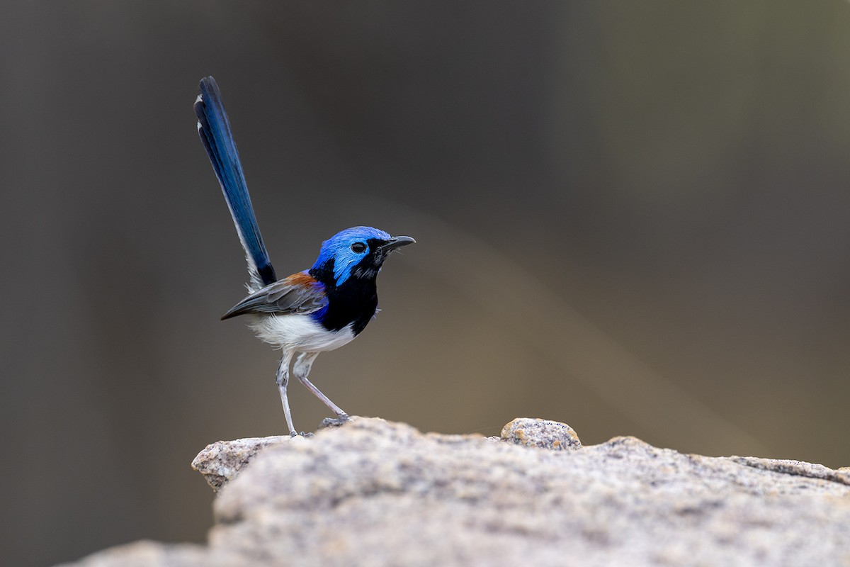 Purple-backed Fairywren (Lavender-flanked) - ML642054442