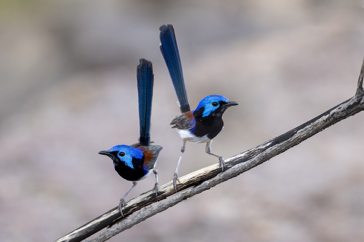 Purple-backed Fairywren (Lavender-flanked) - ML642054443