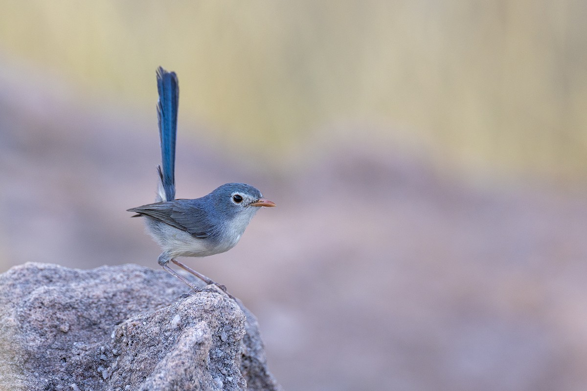 Purple-backed Fairywren (Lavender-flanked) - ML642054444