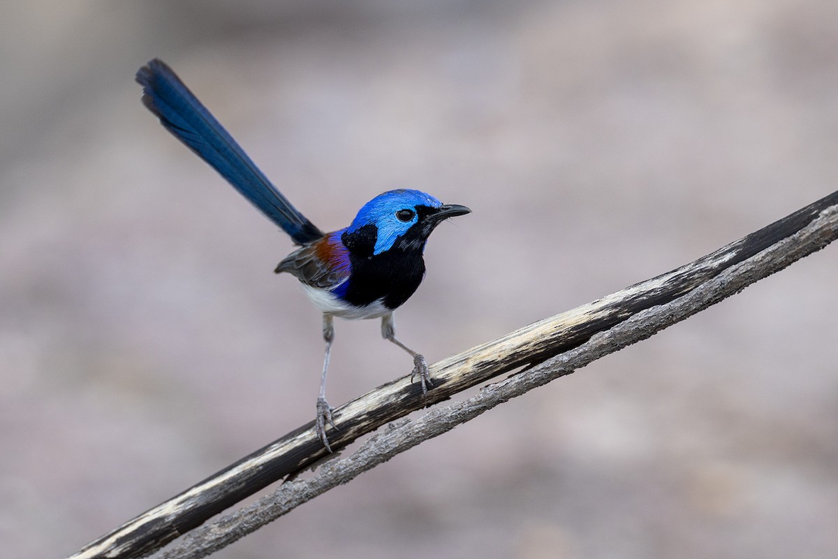 Purple-backed Fairywren (Lavender-flanked) - ML642054445