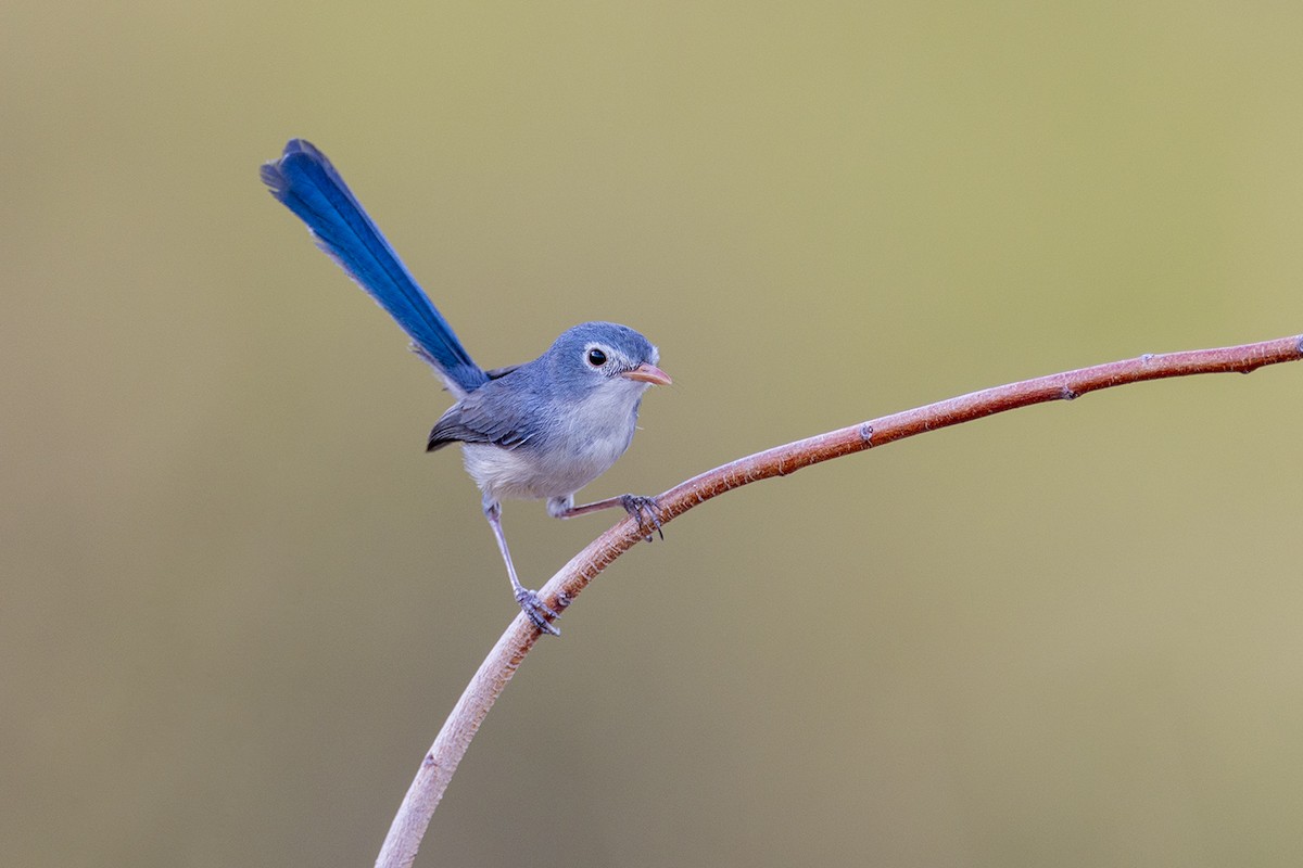 Purple-backed Fairywren (Lavender-flanked) - ML642054446