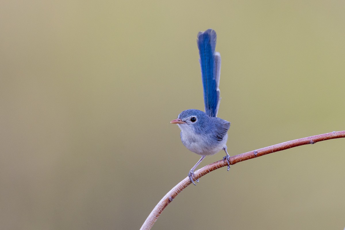 Purple-backed Fairywren (Lavender-flanked) - ML642054447