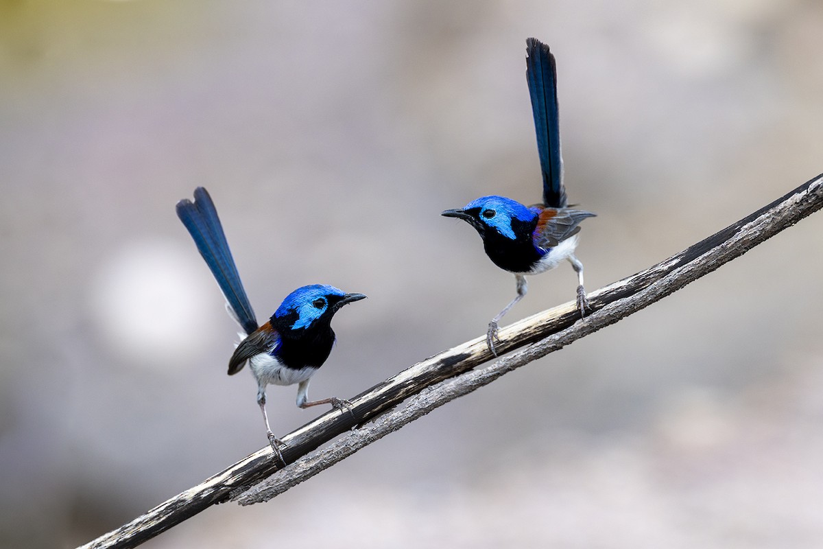 Purple-backed Fairywren (Lavender-flanked) - ML642054448