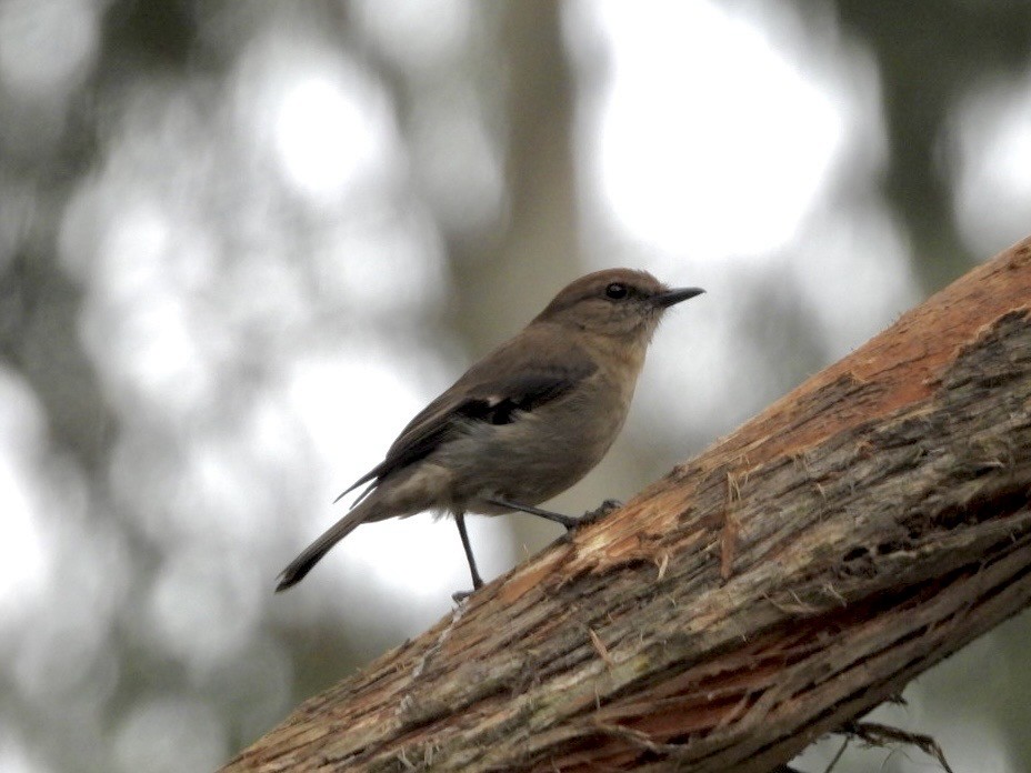 Dusky Robin - ML642054450