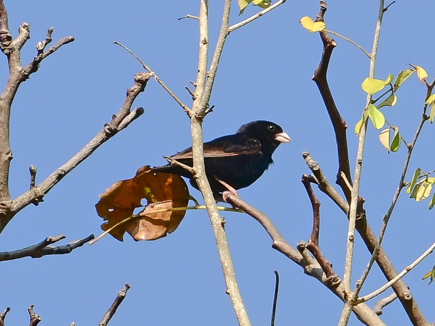 Dusky Indigobird - ML642054452