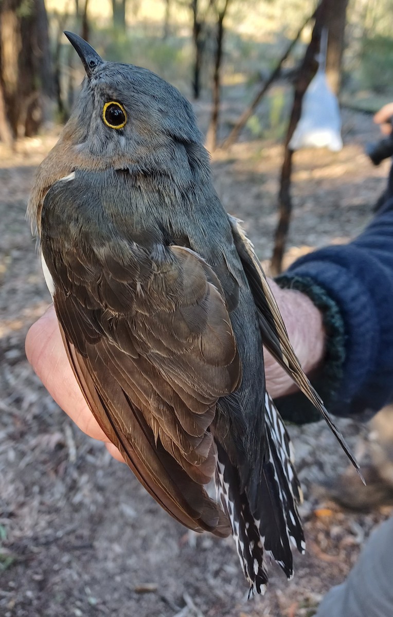 Fan-tailed Cuckoo - ML642054453