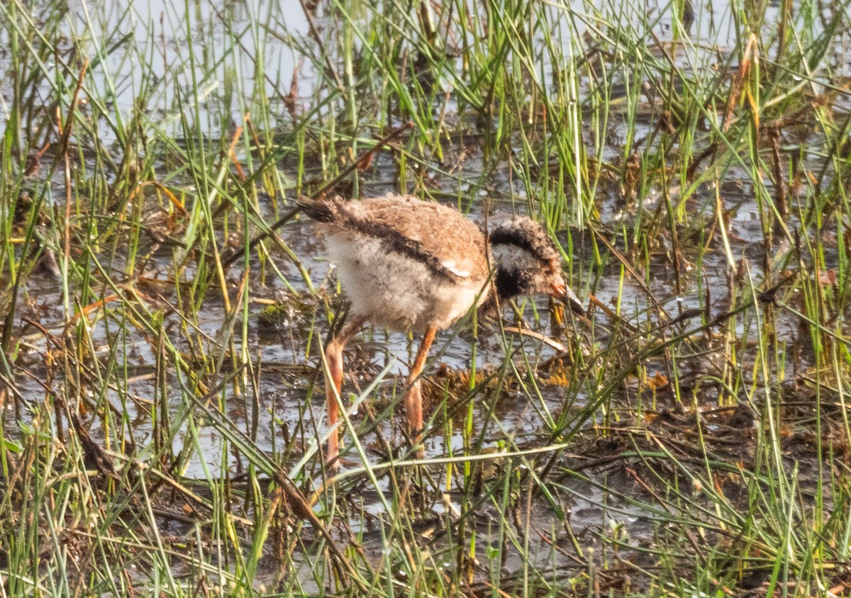 Red-wattled Lapwing - ML642054459