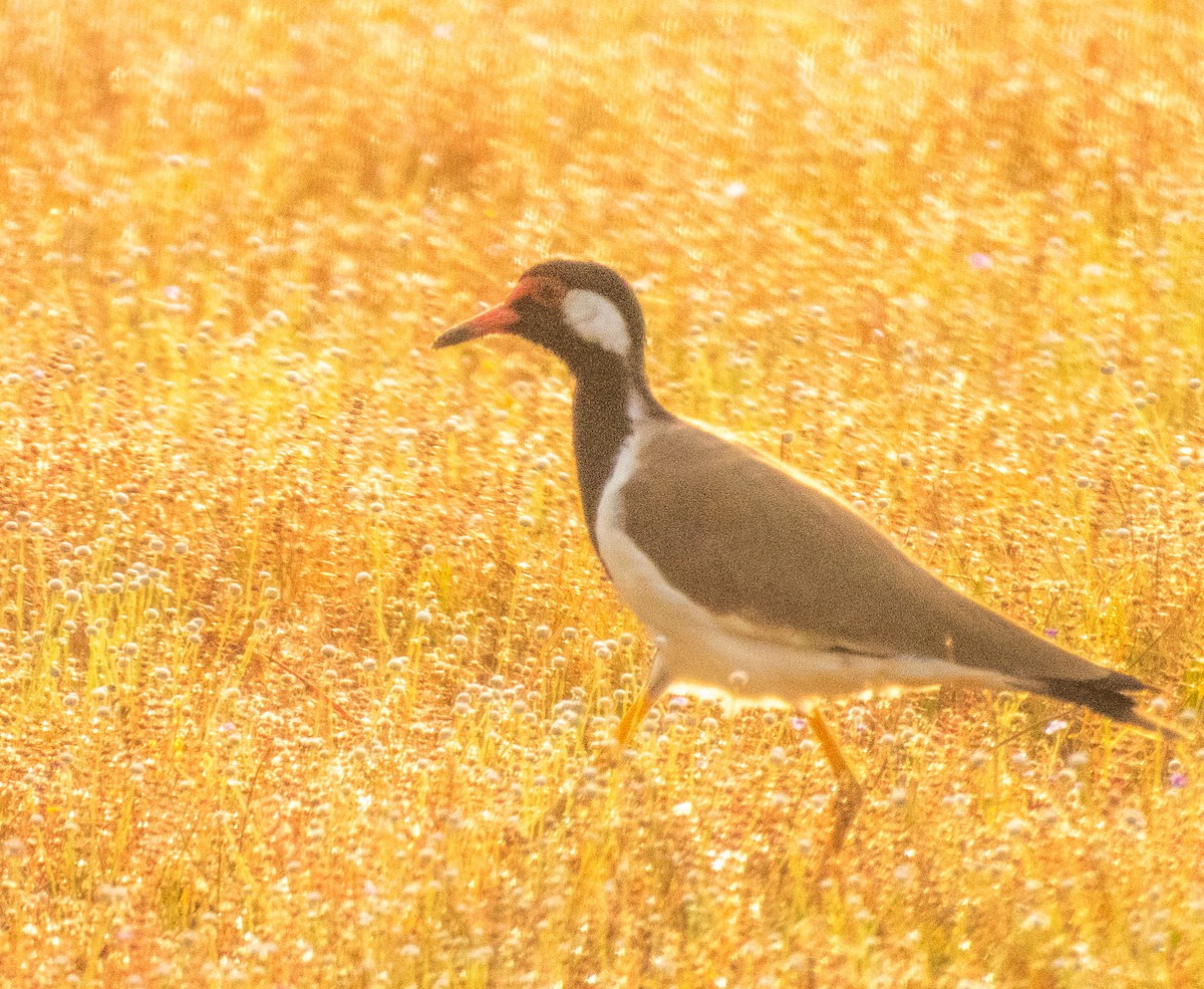 Red-wattled Lapwing - ML642054460