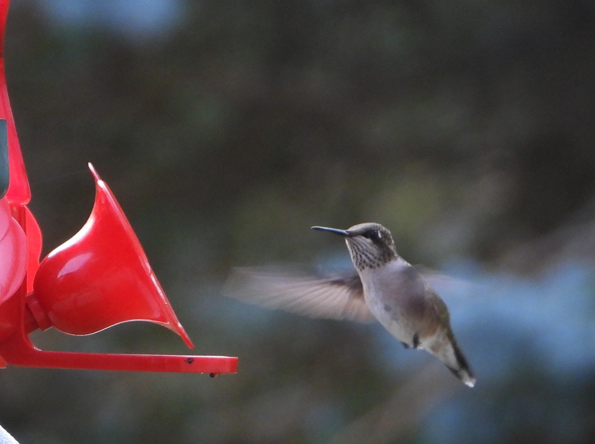 Ruby-throated Hummingbird - ML642054461