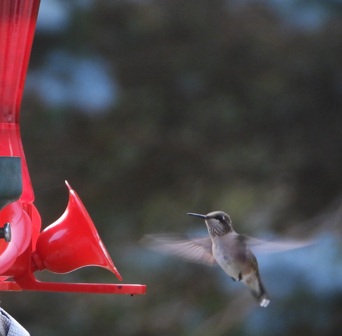 Ruby-throated Hummingbird - ML642054463