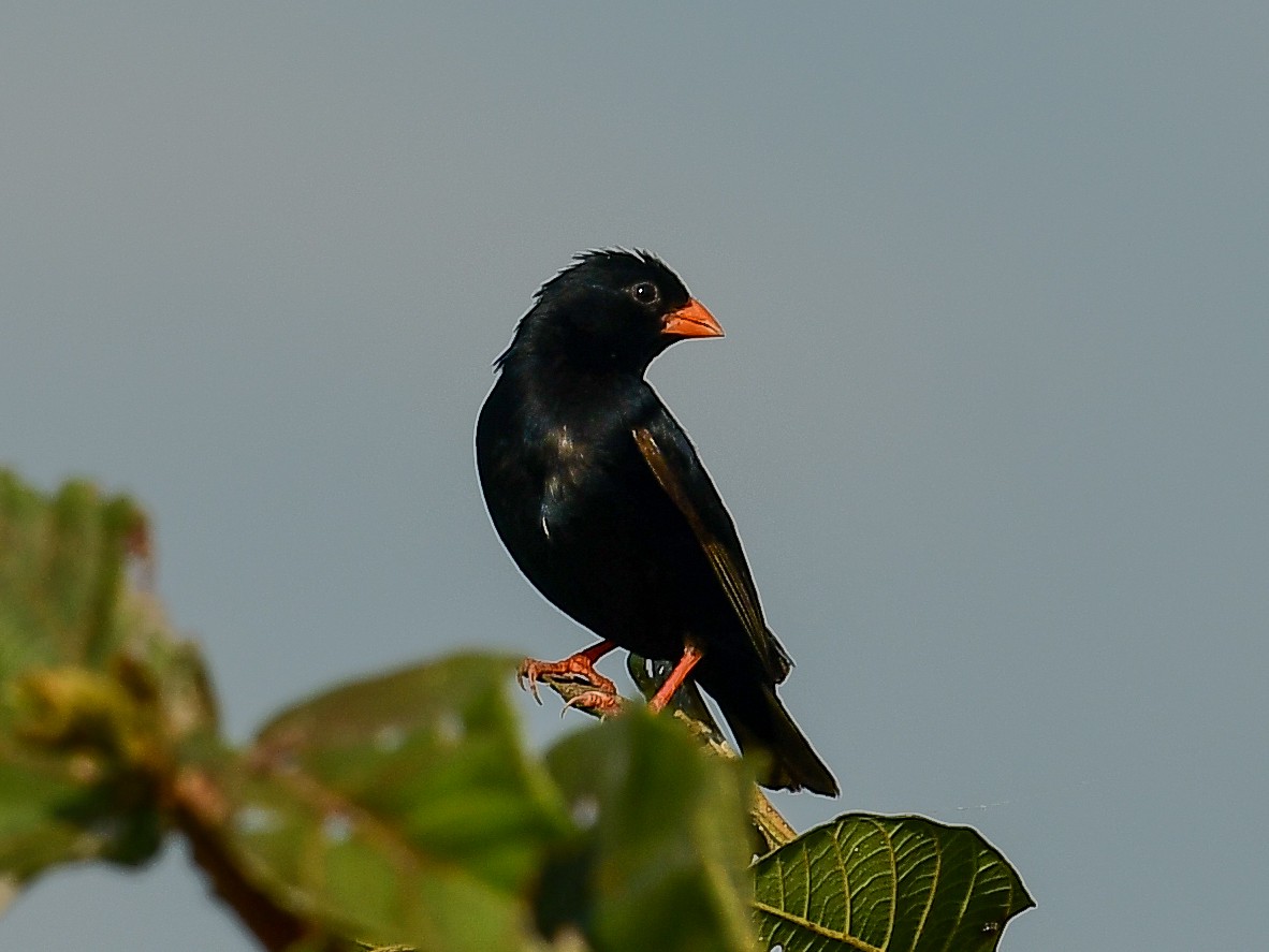 Village Indigobird - ML642054475