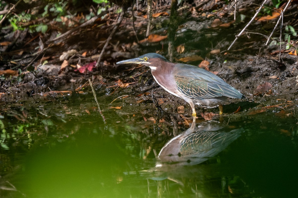 Green Heron - ML642054477