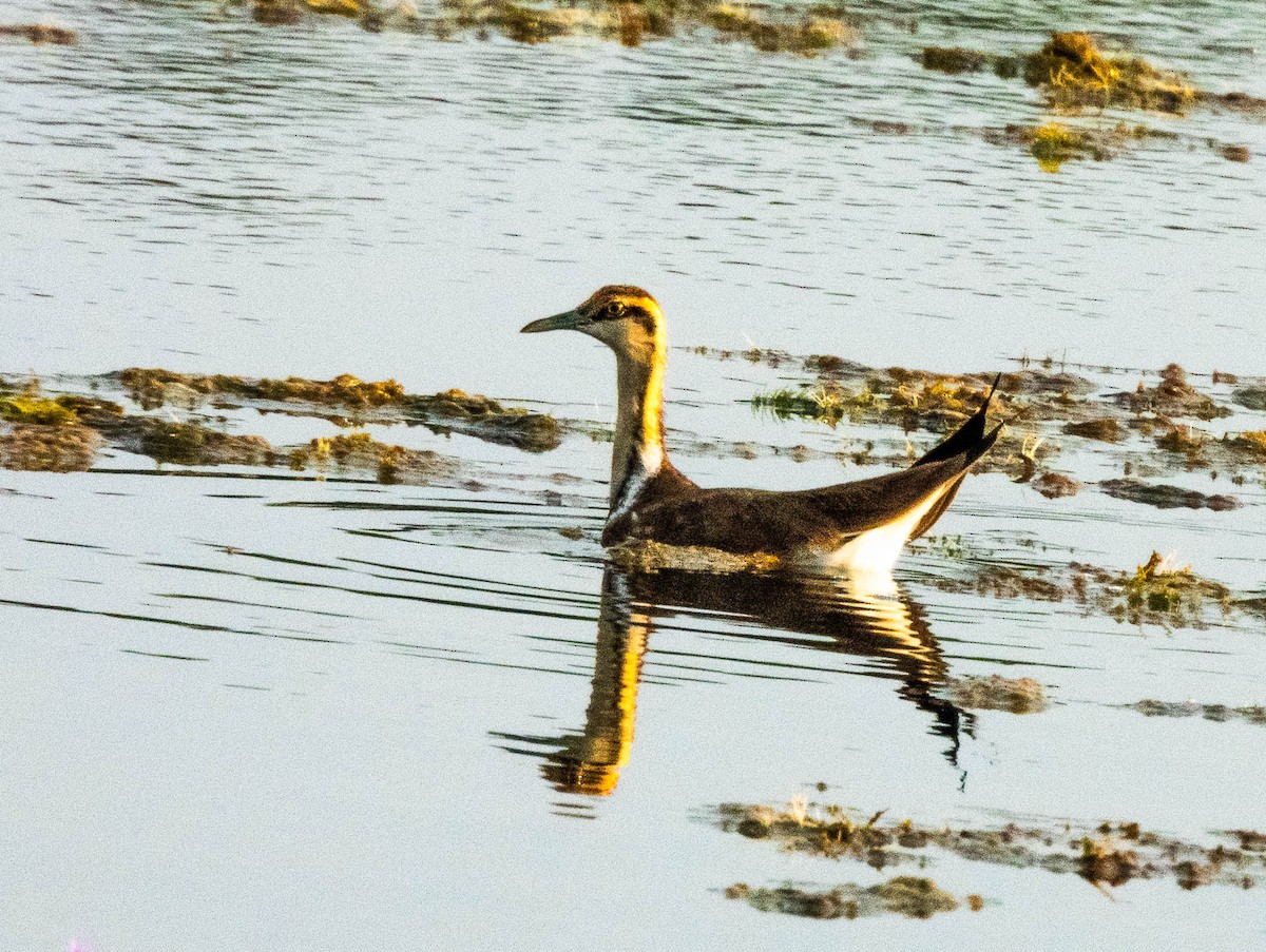 Pheasant-tailed Jacana - ML642054481
