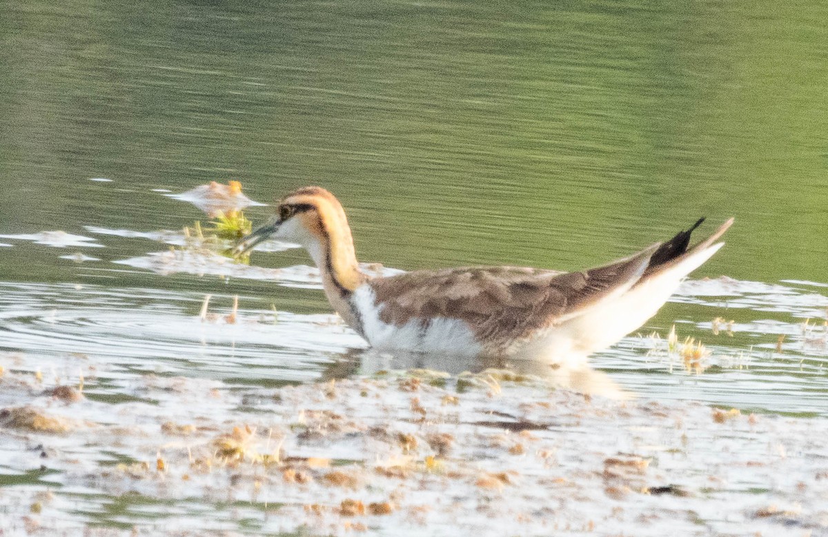 Pheasant-tailed Jacana - ML642054482