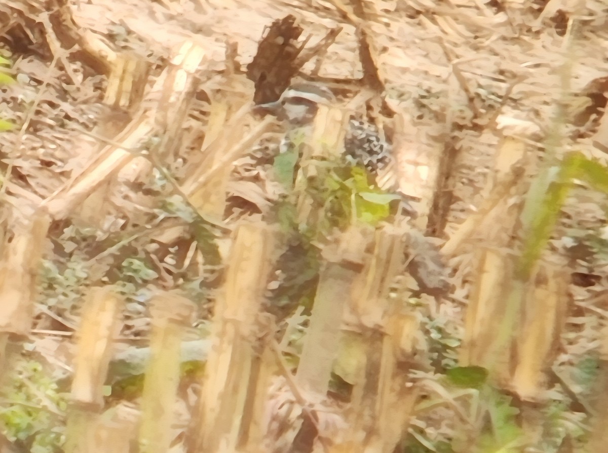 American Golden-Plover - ML642054484