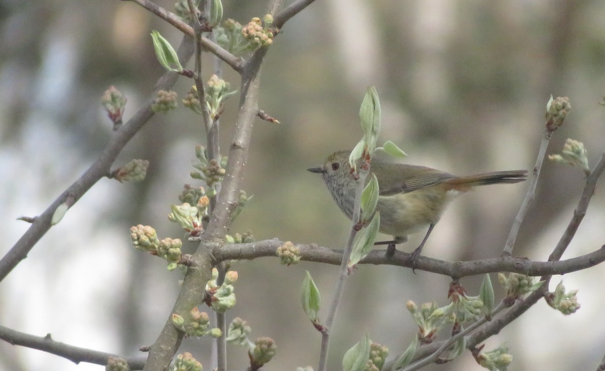 Brown Thornbill - ML642054485