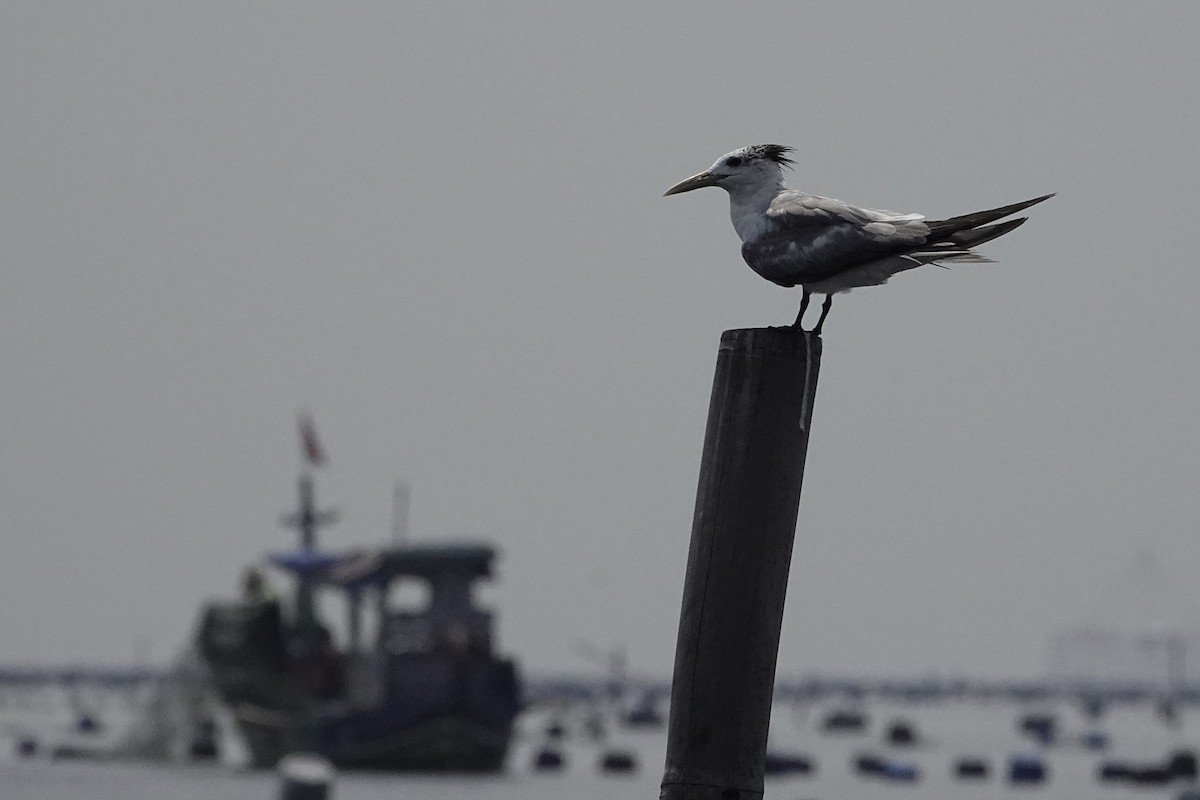 Great Crested Tern - ML642054490