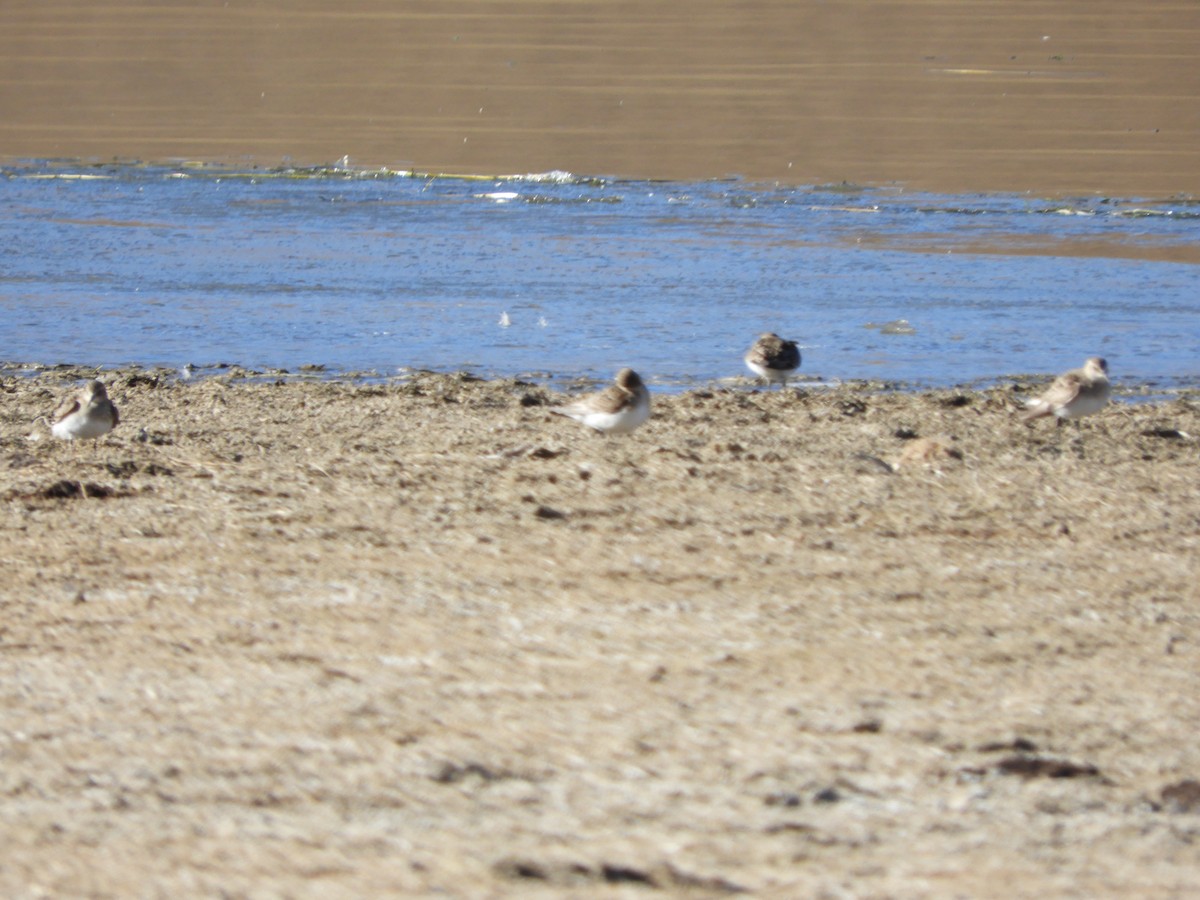 White-rumped Sandpiper - ML642054492