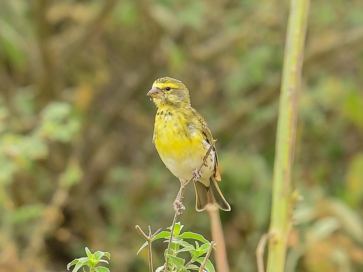 White-bellied Canary - ML642054496