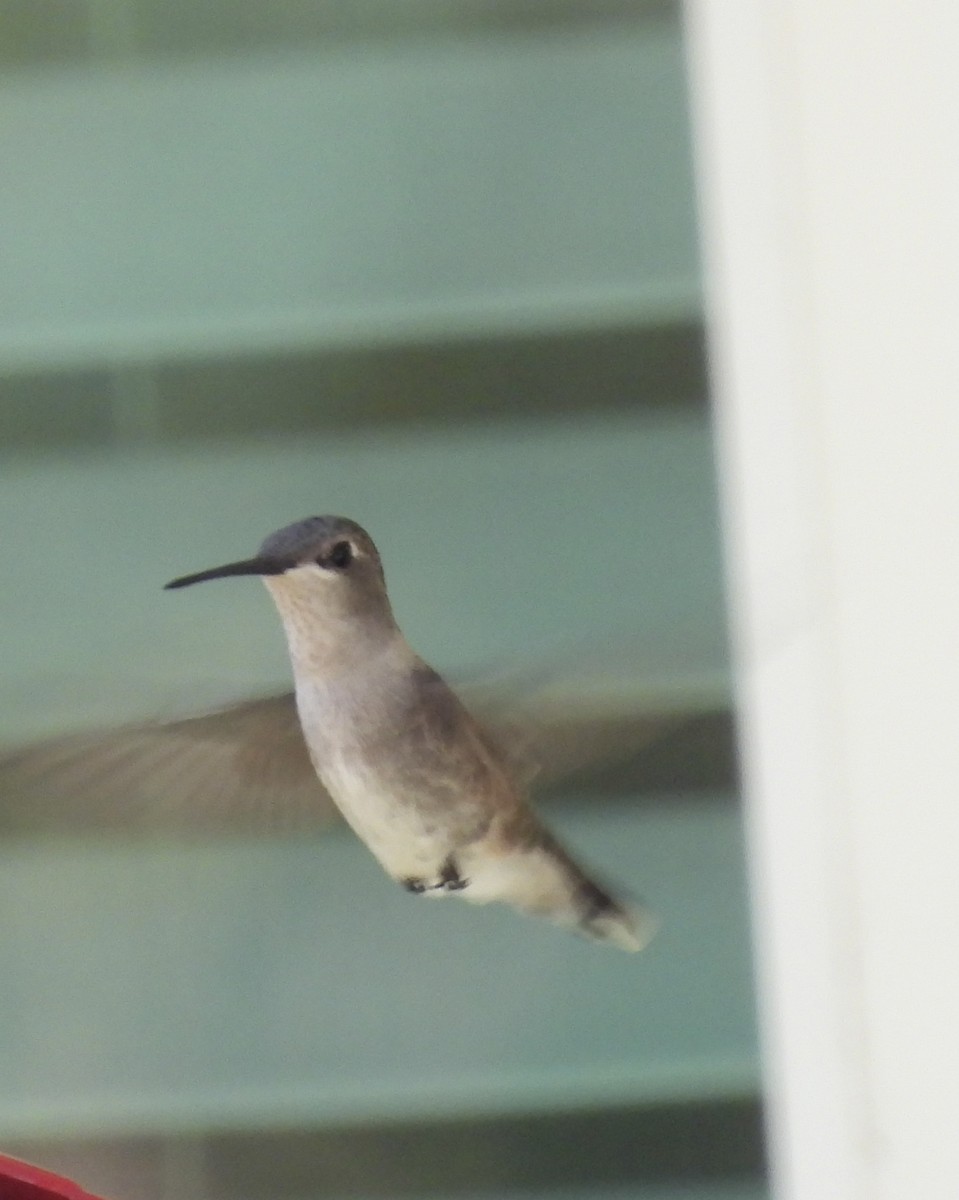Black-chinned Hummingbird - ML642054497