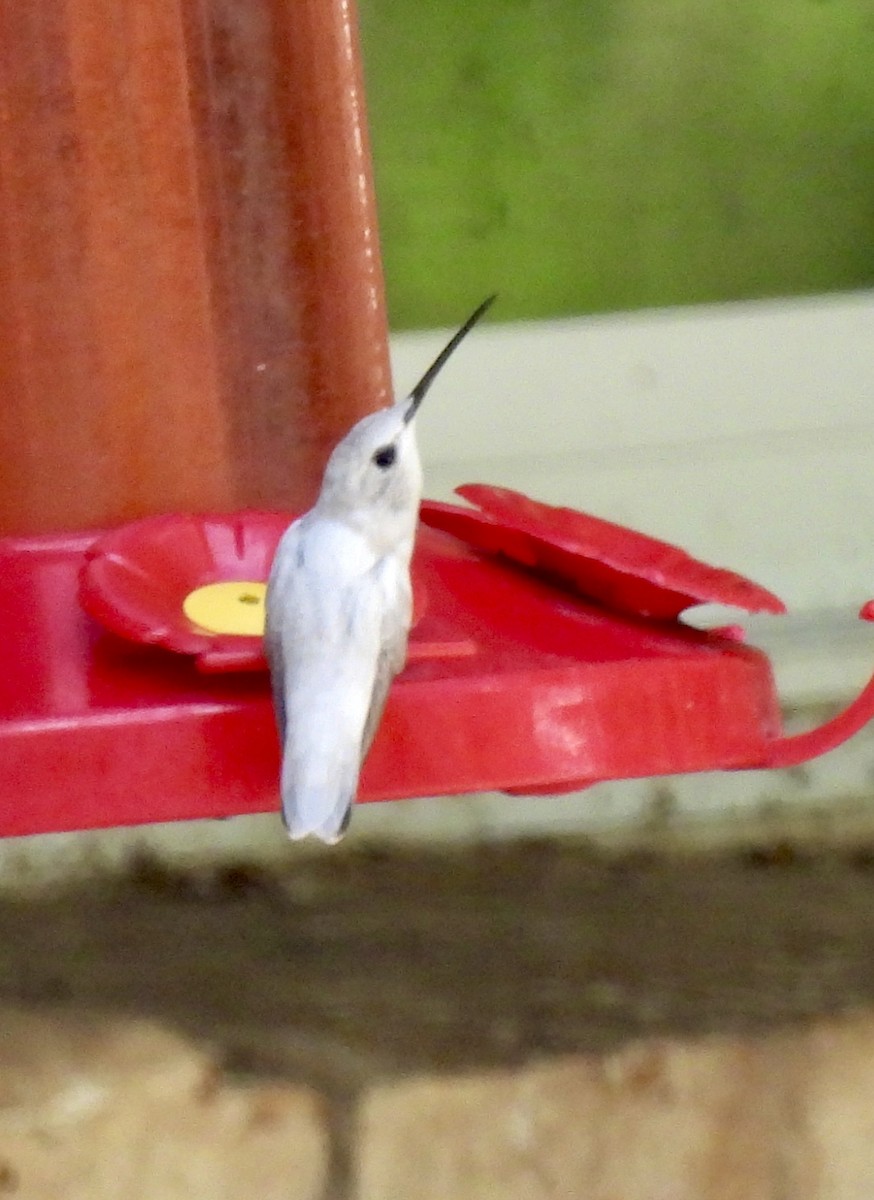 Black-chinned Hummingbird - ML642054498