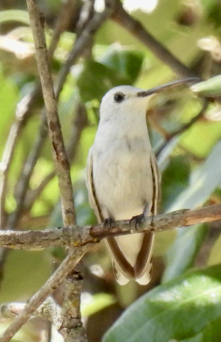 Black-chinned Hummingbird - ML642054499