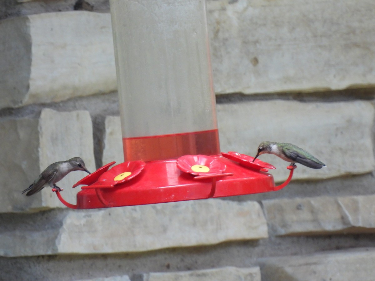 Black-chinned Hummingbird - ML642054500